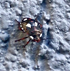 Chinavia erythrocnemis