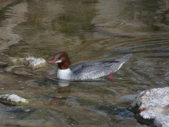 Mergus merganser