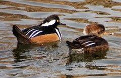 Lophodytes cucullatus