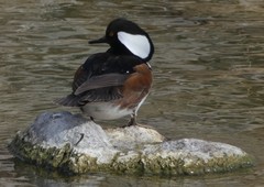 Lophodytes cucullatus