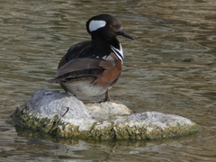 Lophodytes cucullatus