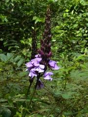 Macropsychanthus scabrus