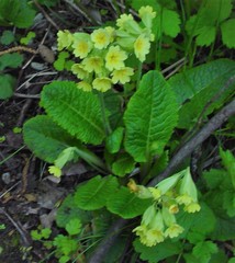 Primula × polyantha