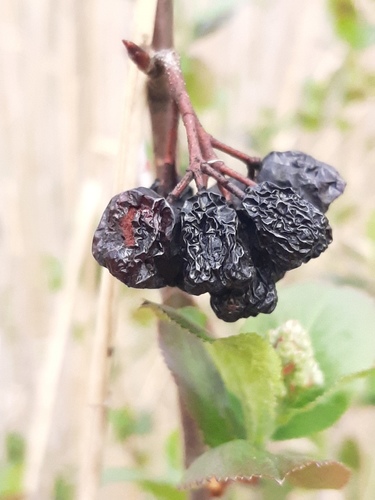 Aronia mitschurinii nuotrauka