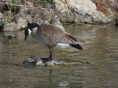 Branta canadensis