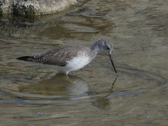Tringa melanoleuca
