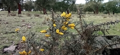 Ulex eriocladus