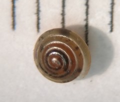 Euconulidae