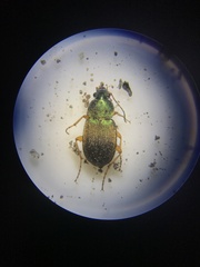 Chlaenius lithophilus