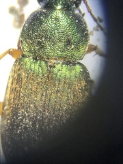 Chlaenius lithophilus