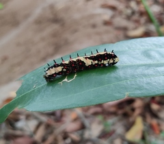 Papilio clytia clytia