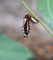 Papilio clytia clytia