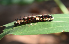 Papilio clytia clytia