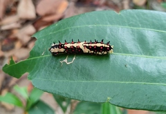 Papilio clytia clytia
