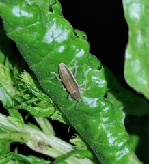 Lixus juncii