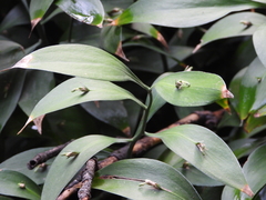 Ruscus