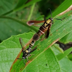 Aegerina