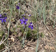 Delphinium scaposum