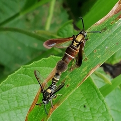 Aegerina