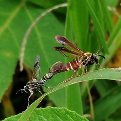 Aegerina