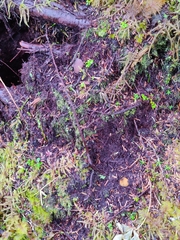 Elaphomyces muricatus