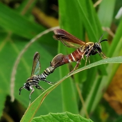 Aegerina