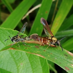 Aegerina