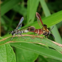 Aegerina