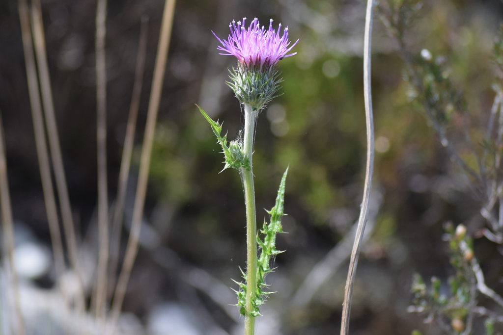 Cirsium filipendulum