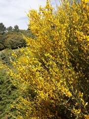 Genista cinerea