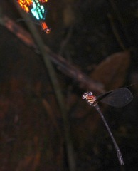 Chalcopteryx rutilans
