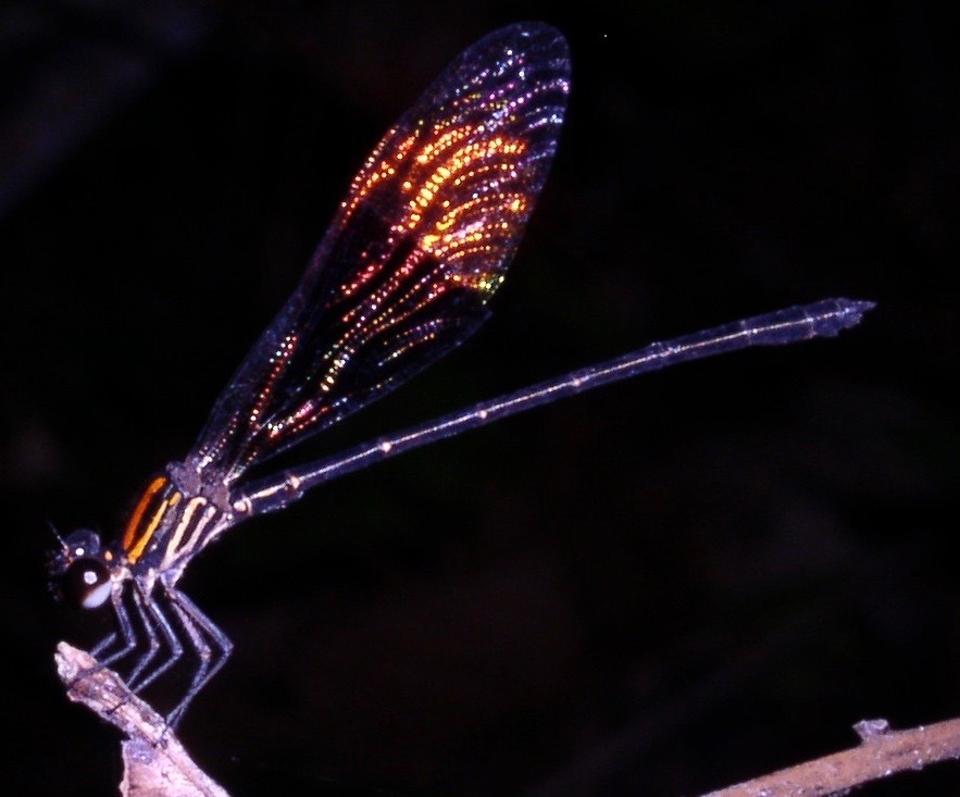 Chalcopteryx