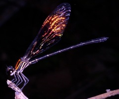 Chalcopteryx rutilans