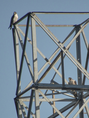 Falco peregrinus