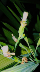 Eleutherine bulbosa