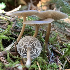 Mycena overholtsii