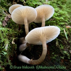Mycena overholtsii