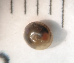 Euconulidae
