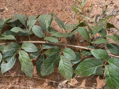 Macropsychanthus scabrus