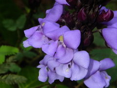 Macropsychanthus scabrus