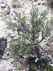 Lithodora fruticosa