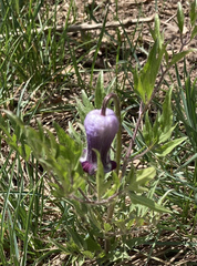 Clematis hirsutissima