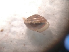 Euconulidae
