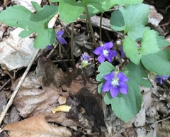 Viola triloba