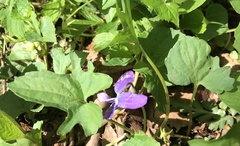 Viola triloba