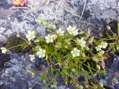 Sagina maxima maxima