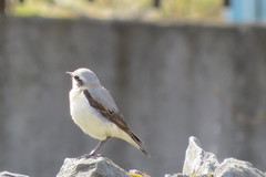 Oenanthe oenanthe