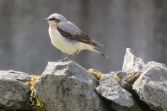 Oenanthe oenanthe