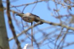 Corvus cornix
