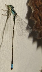 Ischnura capreolus